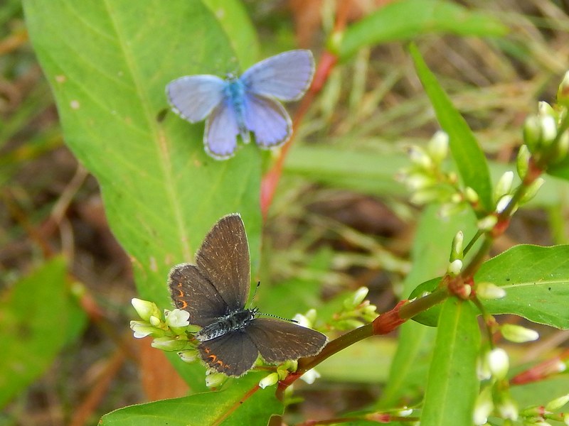 Plebejus argyrognomon